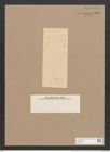 Pleurosigma tahitense Witt (de-Toni-Nr.: Genus 13, Species 1049) Zeichnungen Sammlung Grunow Nr. 1888 (NHMW-BOT-W0369002)